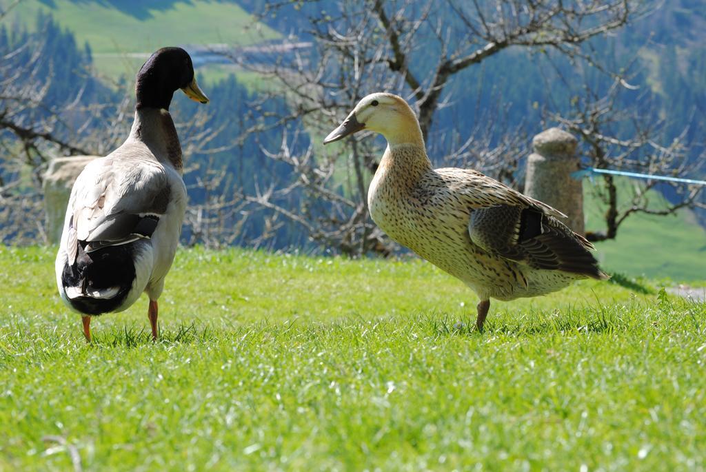 Siedlerhof Leilighet Hopfgarten im Brixental Eksteriør bilde