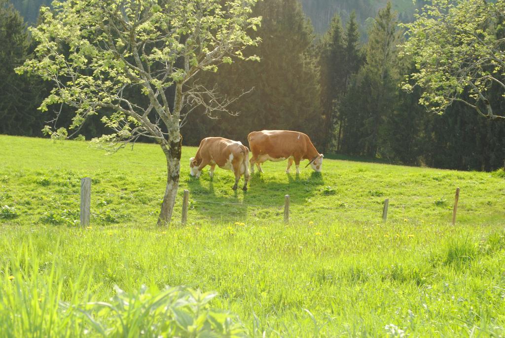 Siedlerhof Leilighet Hopfgarten im Brixental Eksteriør bilde